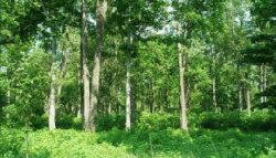 फस्टाउँदो सामुदायिक वनबाट आर्जन